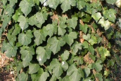 Ivy