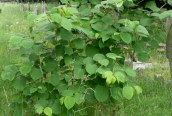 Japanese Knotweed 