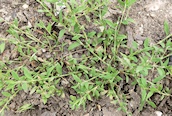 Knotgrass