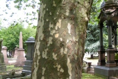 London Plane 