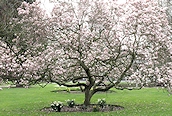 Magnolia