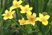 Marsh Marigold