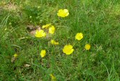 Meadow Buttercup