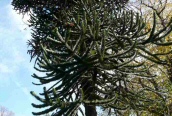 Monkey-puzzle 