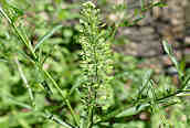 Creeping Jenny