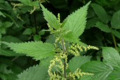 Nettle