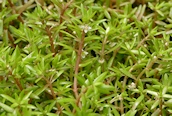 New Zealand Pigmyweed