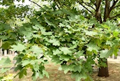 Norway Maple