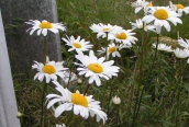 Ox-eye Daisy