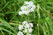 Pignut