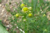 Pineapple Mayweed