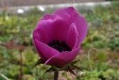 Poppy Anemone