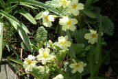 Primrose