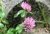 Red Clover