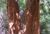 Coast Redwood 