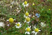 Scented Mayweed