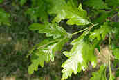 Sessile Oak