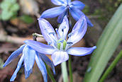 Siberian Squill