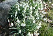 Snowdrop