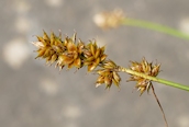 Spiked Sedge