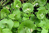 Spring Beauty 