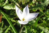 Spring Starflower