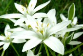 Star-of-Bethlehem