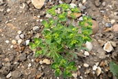 Sun Spurge