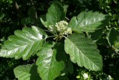 Swedish Whitebeam
