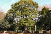 Sweet Chestnut