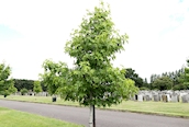 Sweet Gum 