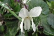 Sweet Violet 