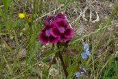 Sweet William