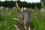 Tall Oat-grass