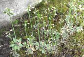Thale Cress 