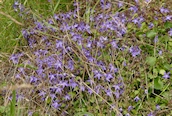 Trailing Bellflower