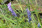 Tufted Vetch