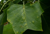 Tulip Tree