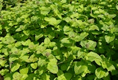 Water Mint