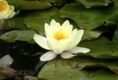 Water-lily