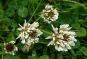 White Clover