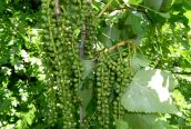 Populus alba