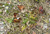 Common Whitlow Grass