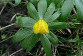 Winter Aconite