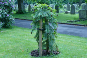 Wollemi Pine