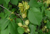 Wych Elm