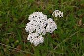 Yarrow