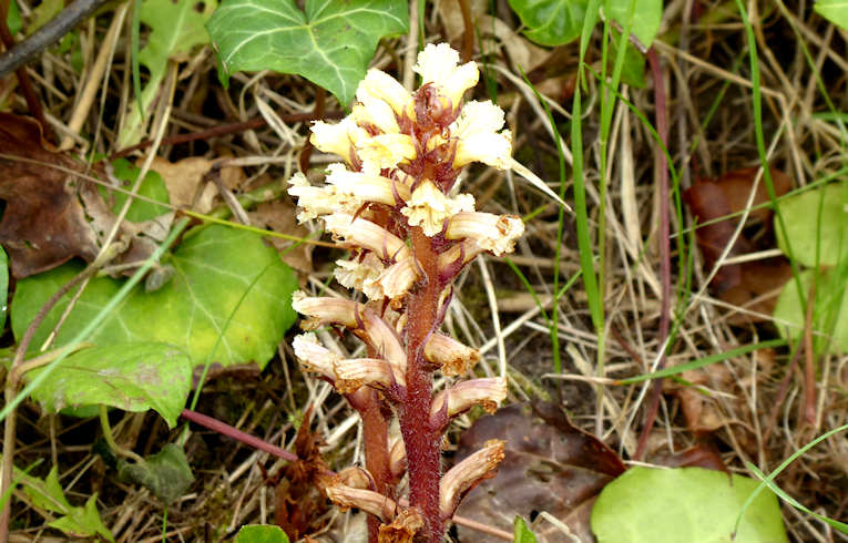 Common Broomrape