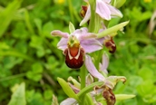 Bee Orchid