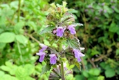 Black Horehound